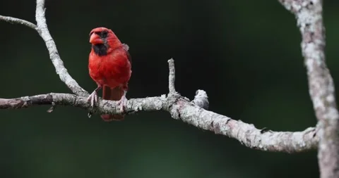 MCardinalonBranch Stock Footage 203771517