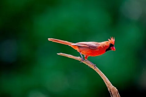 MCardinalonBranch Stock Photos