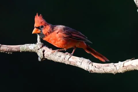 MCardinalonLimb Stock Photos