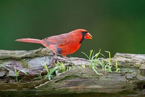 MCardinalonLog 1 Stock Photos