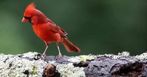 MCardinalonLog Stock Photos