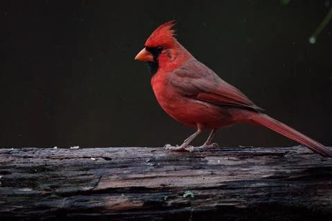 MCardinalonLog Stock Photos