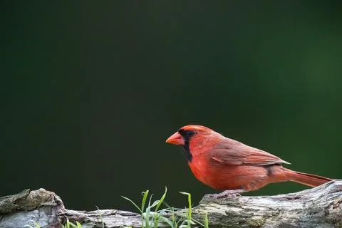 MCardinalonLog Stock Photos