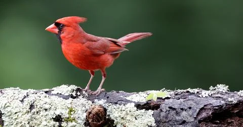 MCardinalonLog3 Stock Photos