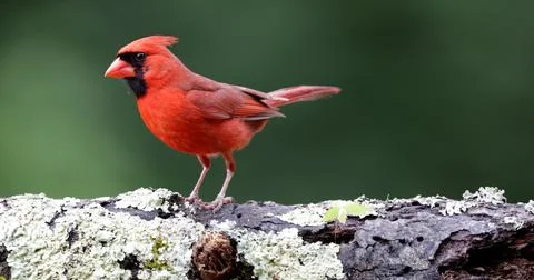 MCardinalonLog4 Stock Photos