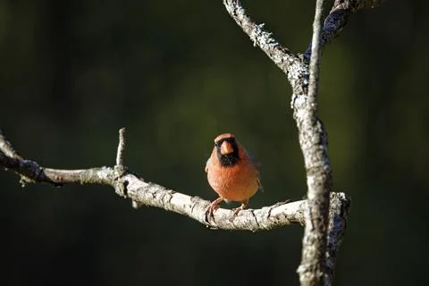 MCardinalPerched Stock Photos