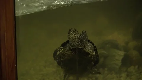 McCords snake necked turtle swimming in aquarium Stock Footage 197030722