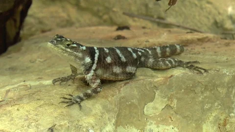 McDougall's Spiny Lizard Stock-Footage 77209998