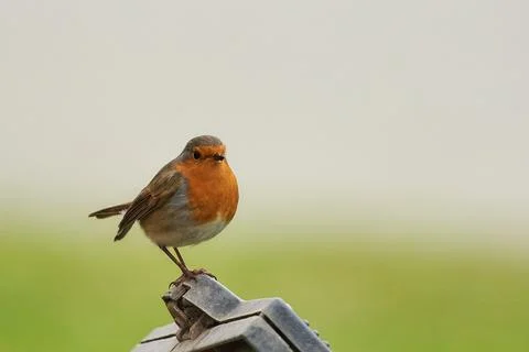 Măcăleandrul (Erithacus rubecula) Stock Photos