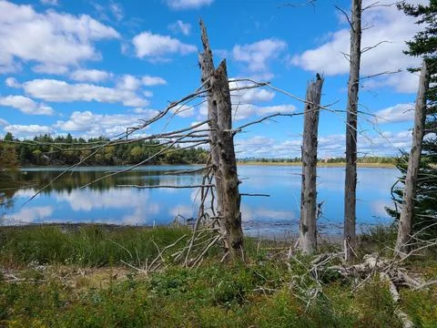 McNabs Pond Stock Photos