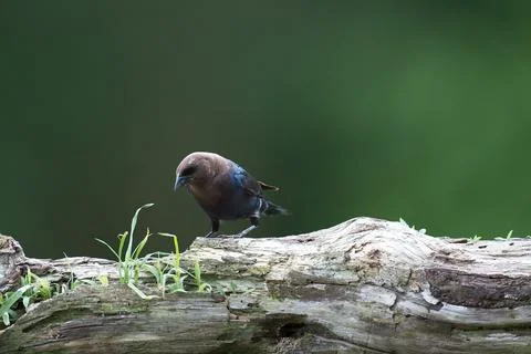 MCowbirdonLog Stock Photos