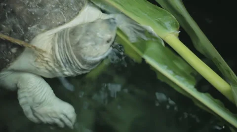 Mcu above shot of water turtle Stock Footage 34315481