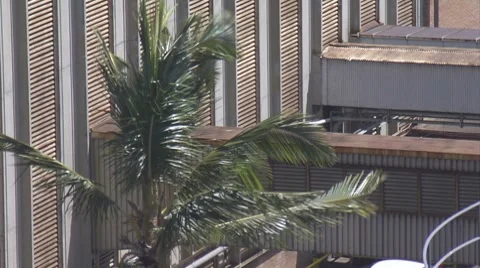 MCU, palm tree blows in wind, building in back Stock Footage 8537696