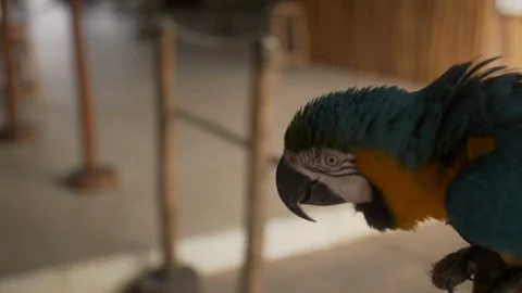 MCU parrot nodding its head and squawking in Mexico. Stock Footage 120509707