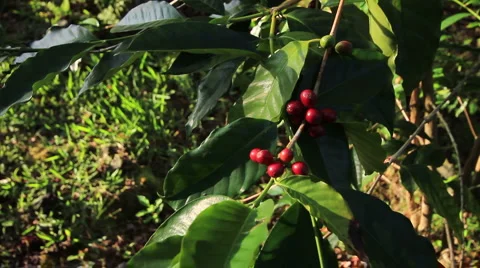 MCU red beans on coffee tree Stock Footage 5816984