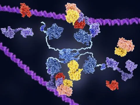 MDM2 controls the action of p53 tumor suppressor Stock Illustration