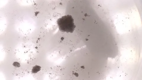 MDMA pill dissolves in water, process of preparing drug for consumption Ecstasy, Stock Footage 155350927