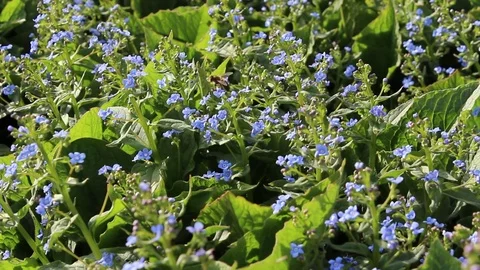 Me-nots flowers spring bloom in the garden Stock Footage 82898911
