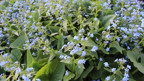 Me-nots flowers spring bloom in the garden Stock Footage 83246918