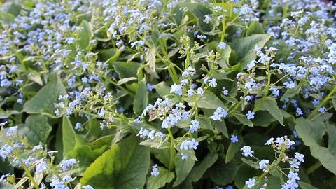 Me-nots flowers spring bloom in the garden Video stock 83247451