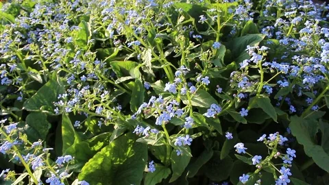 Me-nots flowers spring bloom in the garden Stock Footage 83262407