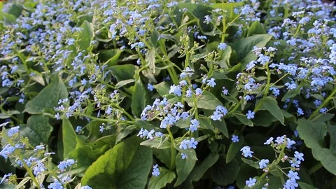 Me-nots flowers spring bloom in the garden 스톡 동영상 83263583