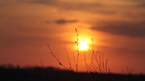 Meadov grass in sunset colors. Video stock 5504538