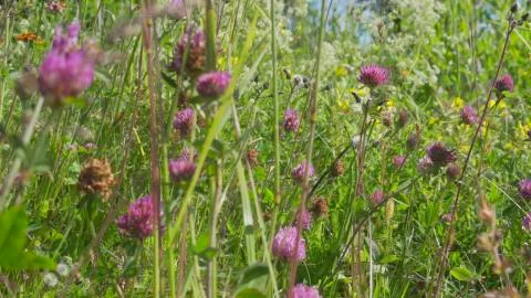Meadow 05 Stock Photos