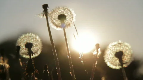 Meadow 1 Stock Footage 743137