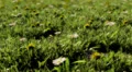 Meadow 1 HD Footage