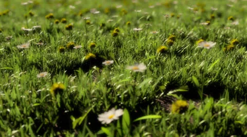 Meadow 1 Stock Footage 24466950