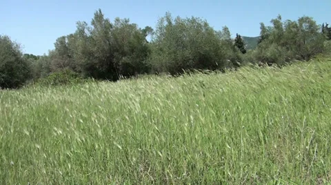 Meadow 1 Stock Footage 32880191