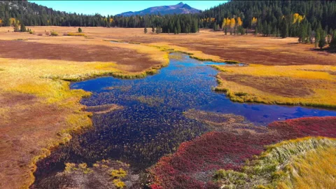 Meadow 1 Video stock 159323728