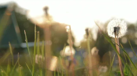 Meadow 2 Video stock 743143