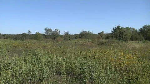 MEADOW 2 Video stock 11182221