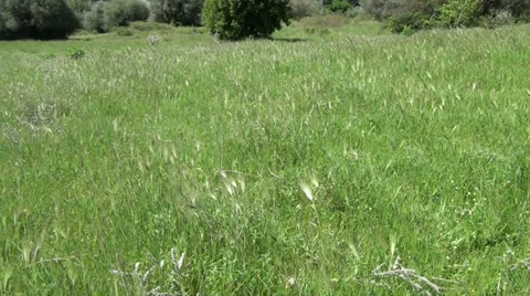 Meadow 2 Stock Footage 32883664