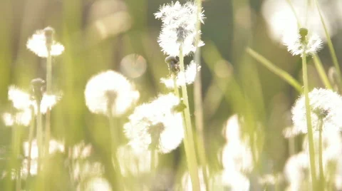 Meadow 3 Stock-Footage 743134