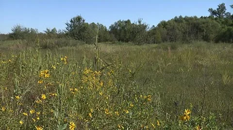 MEADOW 3 Stock Footage 11182497
