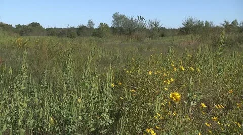 MEADOW 4 Stock Footage 11145387