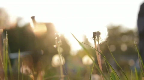 Meadow 8 Stock Footage