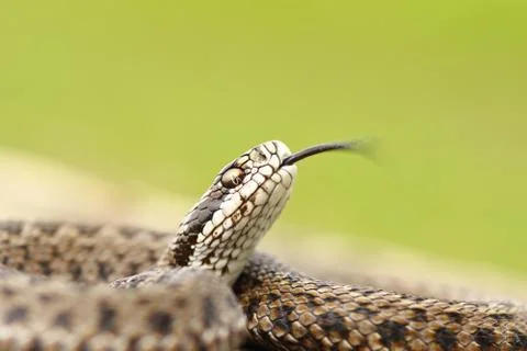 Meadow adder macro image Stock Photos