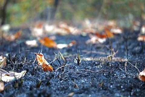 Meadow After the Fire 32 Stock Photos