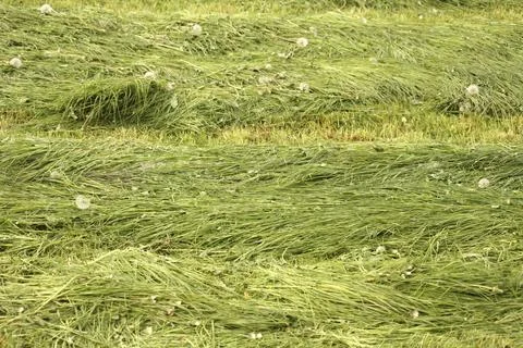 Meadow after mowing Foto stock