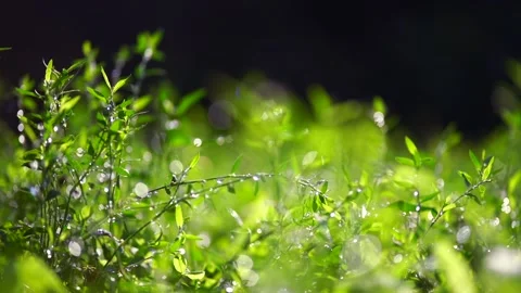 Meadow after rain Stockbeeldmateriaal 157330546