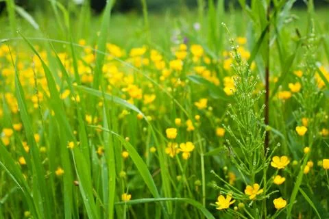 Meadow after the rain Stock Photos