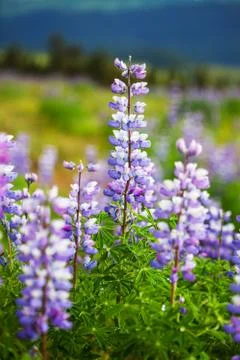 Meadow on alaska Stock Photos