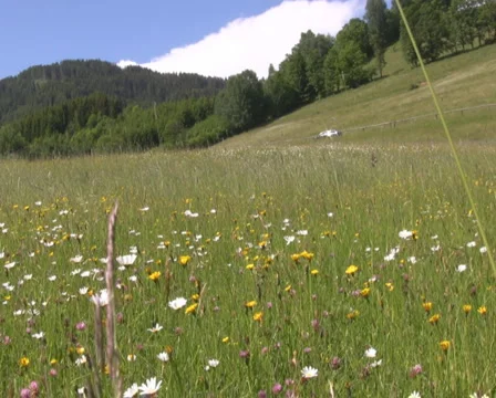 Meadow in the alps Stock Footage 1050256