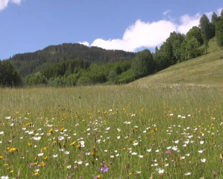 Meadow in the alps Stock Footage 1050376