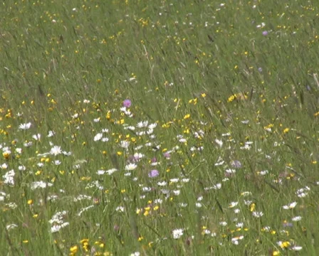 Meadow in the alps Stock Footage 1050413