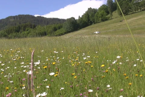 Meadow in the alps Stock Footage 1055400